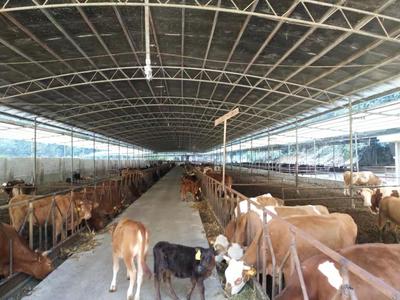 廣西田陽縣四季豐農(nóng)牧公司 發(fā)酵西紅柿與蛋白桑喂養(yǎng)肉牛，效益顯著提升