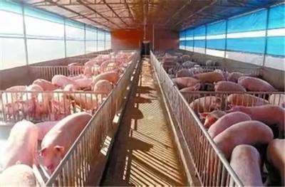 中糧肉食規(guī)劃2022年形成1000萬頭生豬產(chǎn)業(yè)鏈，助力畜牧漁業(yè)飼料銷售增長