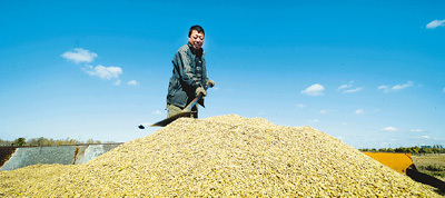 肉雞市場轉淡 矮腳黃母雞銷量下滑分析