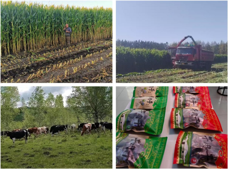 牙克石市庫都爾鎮(zhèn) 集聚“三項”發(fā)展之力，繪就鄉(xiāng)村振興新畫卷